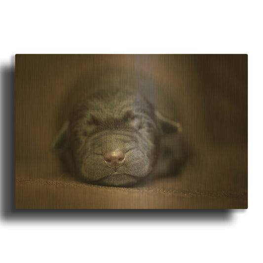 'Black Lab Pup Newborn' By Jonathan Ross Gold Metal Wall Art