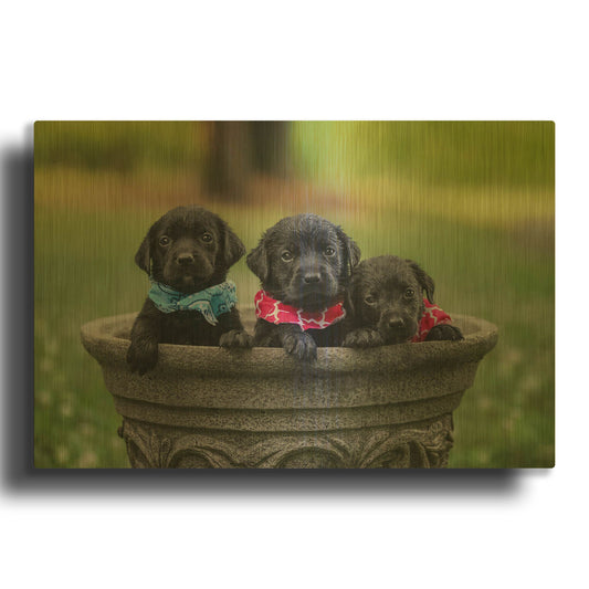 'Black Lab Pups 7' By Jonathan Ross Gold Metal Wall Art