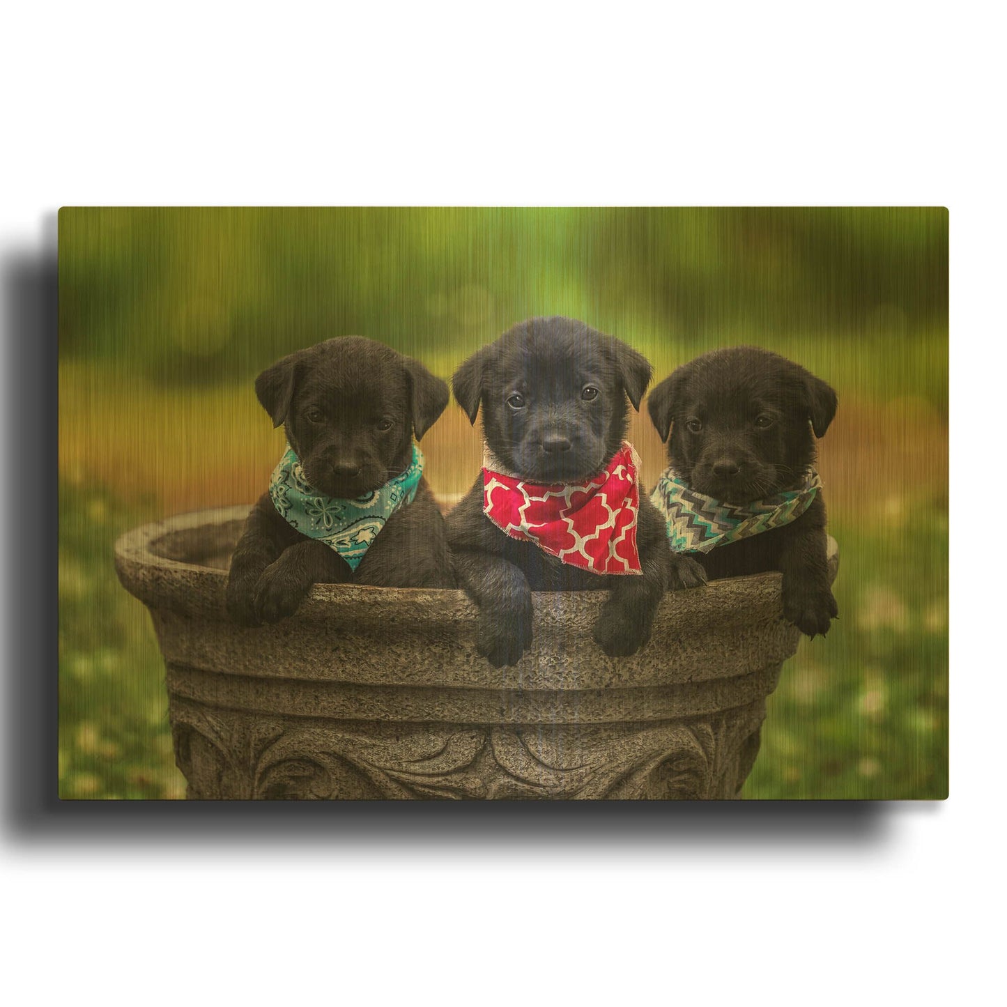 'Black Lab Pups 8' By Jonathan Ross Gold Metal Wall Art