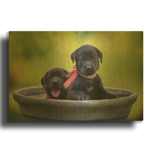 'Black Lab Pups 9' By Jonathan Ross Gold Metal Wall Art