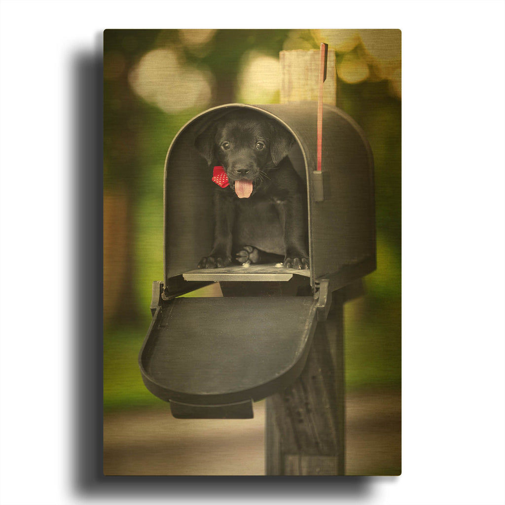 'Black Lab Special Delivery' By Jonathan Ross Gold Metal Wall Art