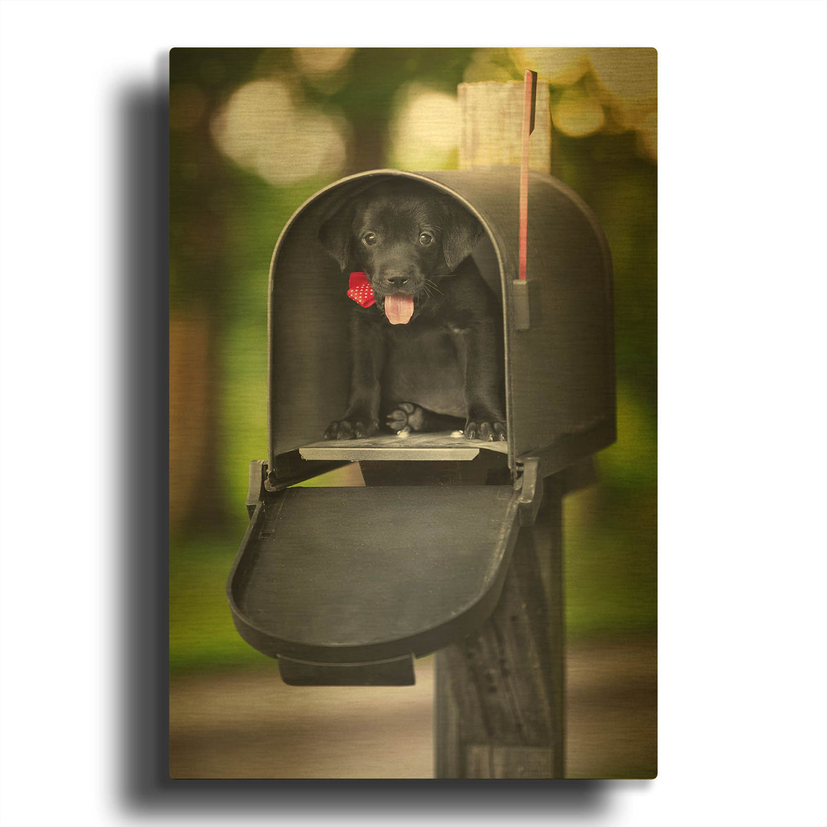 'Black Lab Special Delivery' By Jonathan Ross Gold Metal Wall Art