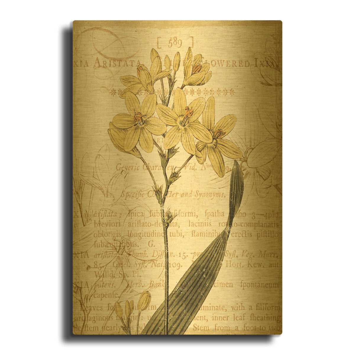 'Floral Studies II' By NBL Studio Gold Metal Wall Art