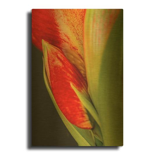 'Amaryllis' By Pamela Plummer Gold Metal Wall Art