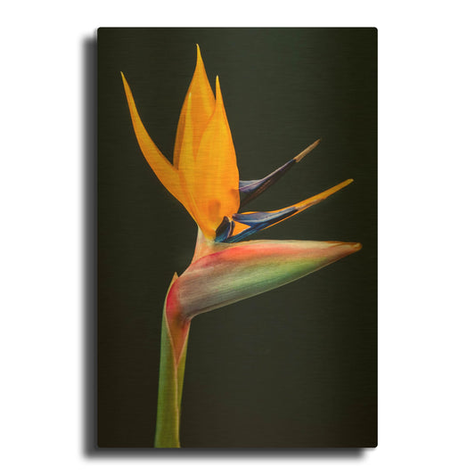 'Bird Of Paradise' By Pamela Plummer Gold Metal Wall Art
