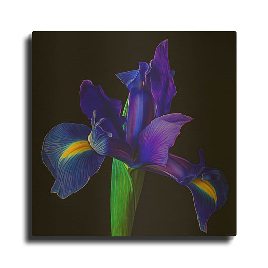 'Blue Iris' By Pamela Plummer Gold Metal Wall Art
