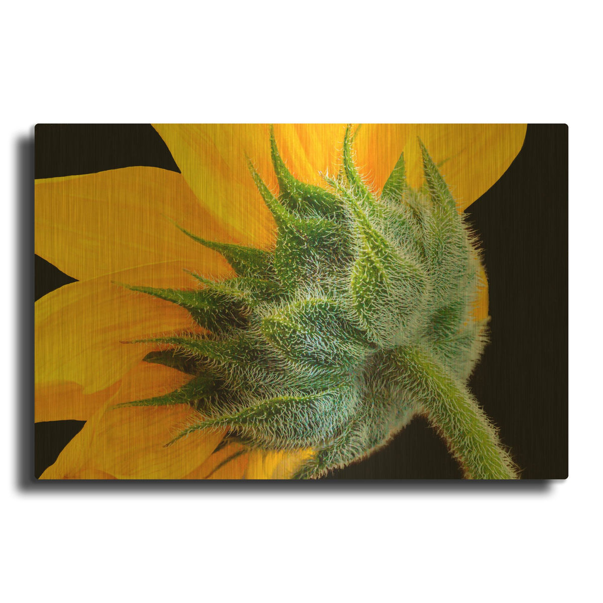 'Both Sides Now' By Pamela Plummer Gold Metal Wall Art