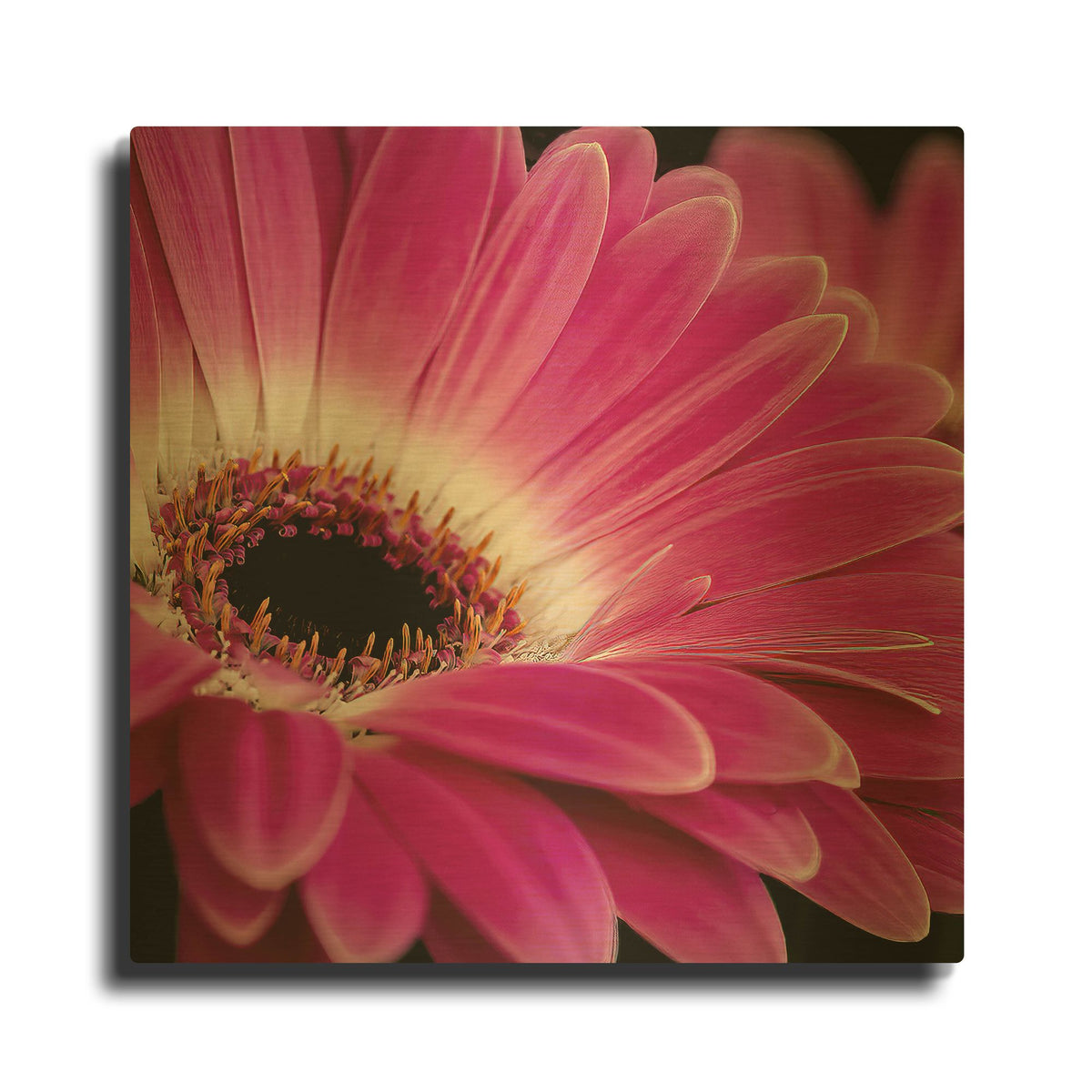 'Gerbera Daisy' By Pamela Plummer Gold Metal Wall Art