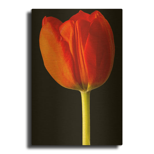 'Lady In Red' By Pamela Plummer Gold Metal Wall Art
