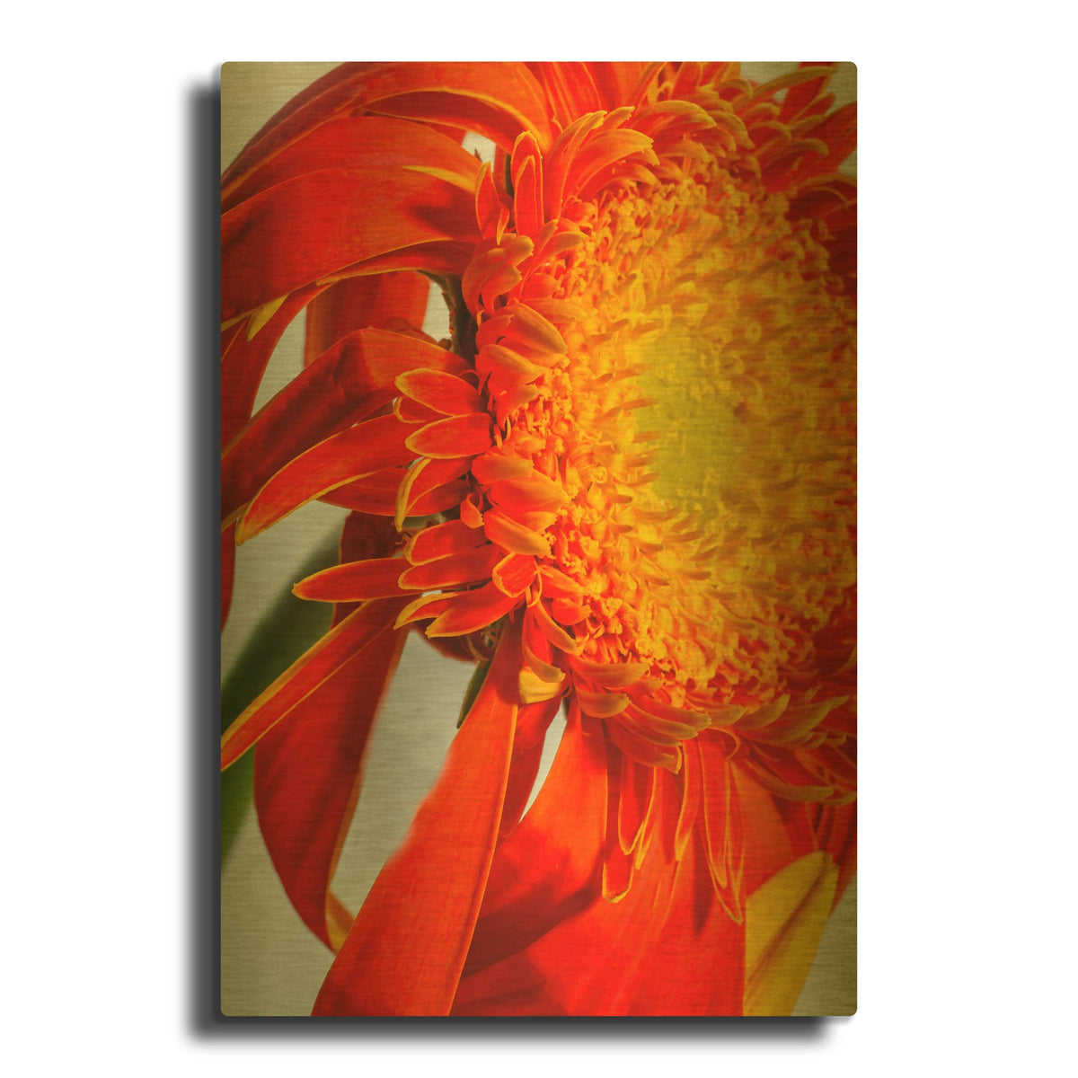 'Last Bloom' By Pamela Plummer Gold Metal Wall Art