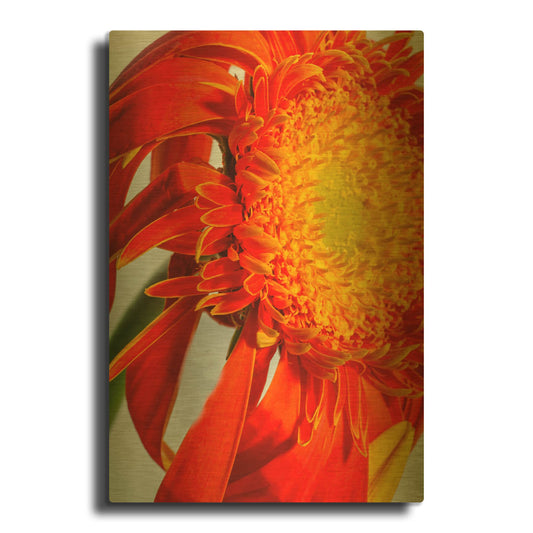 'Last Bloom' By Pamela Plummer Gold Metal Wall Art