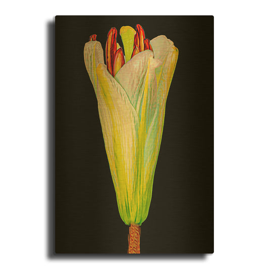 'Lily Bud' By Pamela Plummer Gold Metal Wall Art