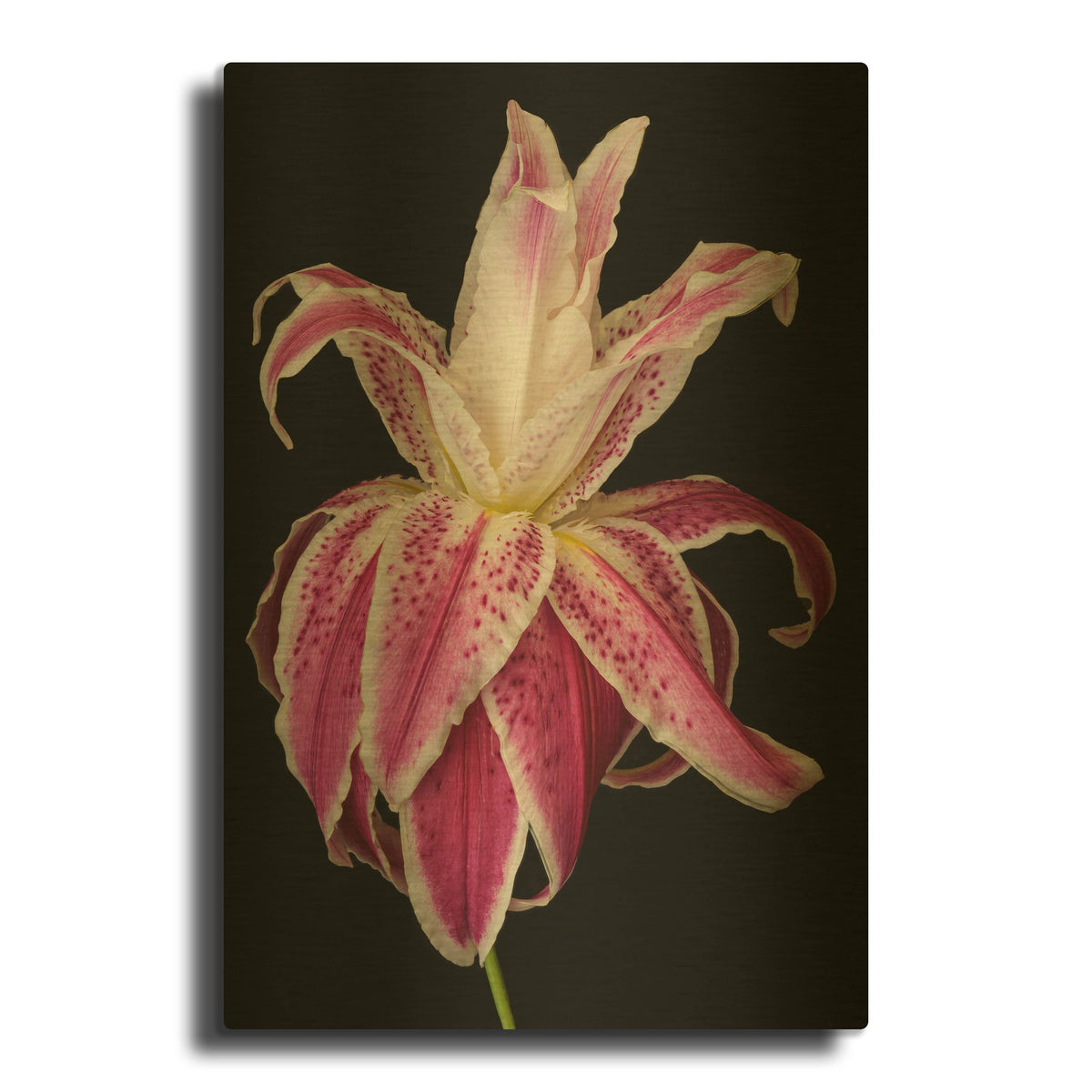 'Lily Queen' By Pamela Plummer Gold Metal Wall Art