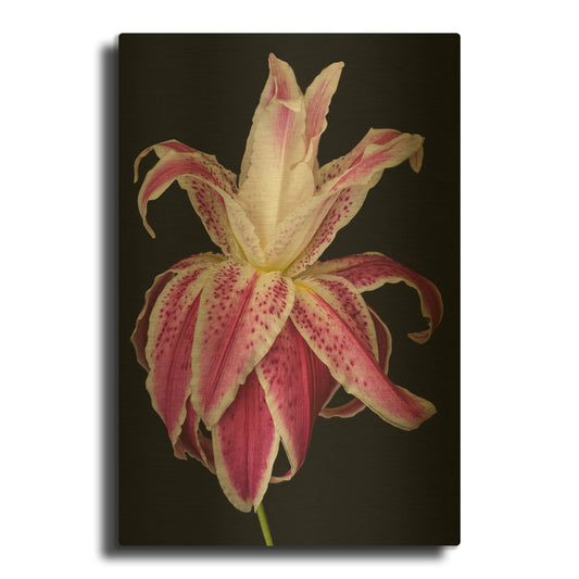 'Lily Queen' By Pamela Plummer Gold Metal Wall Art
