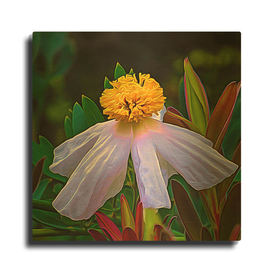 'Matilija Poppy' By Pamela Plummer Gold Metal Wall Art