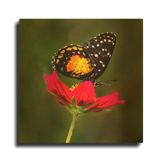 'Monarch Butterfly On Red Flower' By Pamela Plummer Gold Metal Wall Art