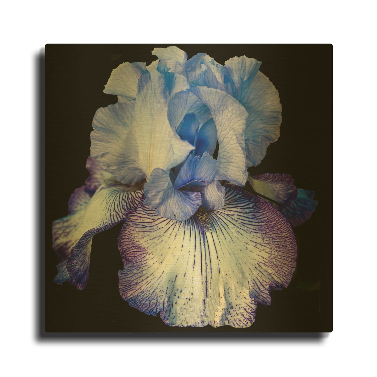 'Ooh Iris' By Pamela Plummer Gold Metal Wall Art