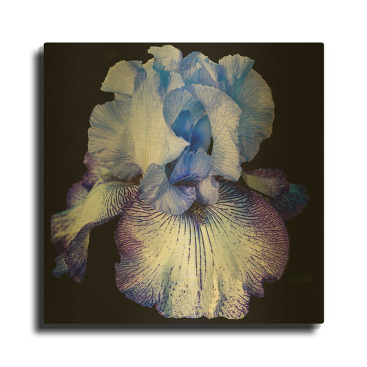 'Ooh Iris' By Pamela Plummer Gold Metal Wall Art