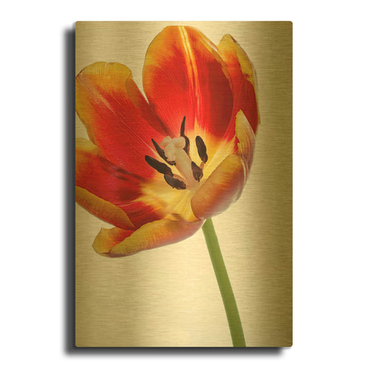'Orange Poppy Opened Today' By Pamela Plummer Gold Metal Wall Art