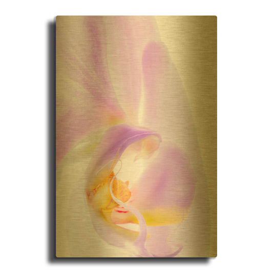 'Phalaenopsis Orchid' By Pamela Plummer Gold Metal Wall Art
