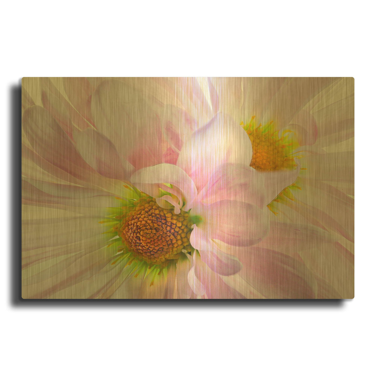 'Pink Daisys' By Pamela Plummer Gold Metal Wall Art