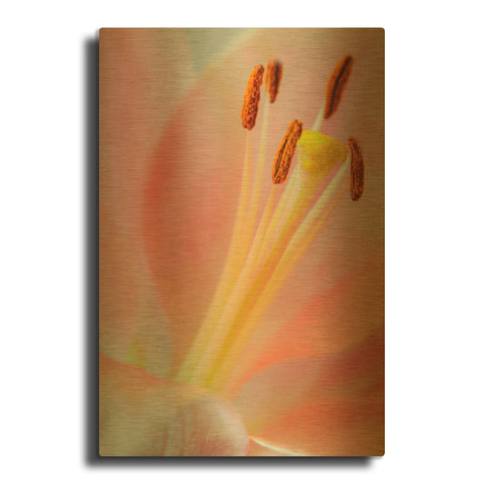 'Pink Lily So Soft' By Pamela Plummer Gold Metal Wall Art