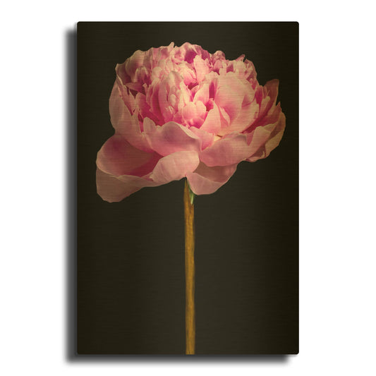 'Pink Peony' By Pamela Plummer Gold Metal Wall Art