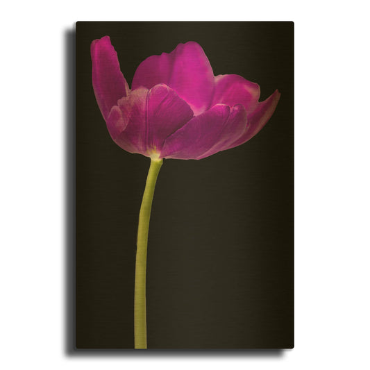 'Purple Tulip Glow' By Pamela Plummer Gold Metal Wall Art
