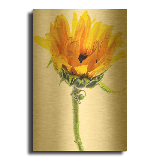 'Sunflower In The Sun' By Pamela Plummer Gold Metal Wall Art