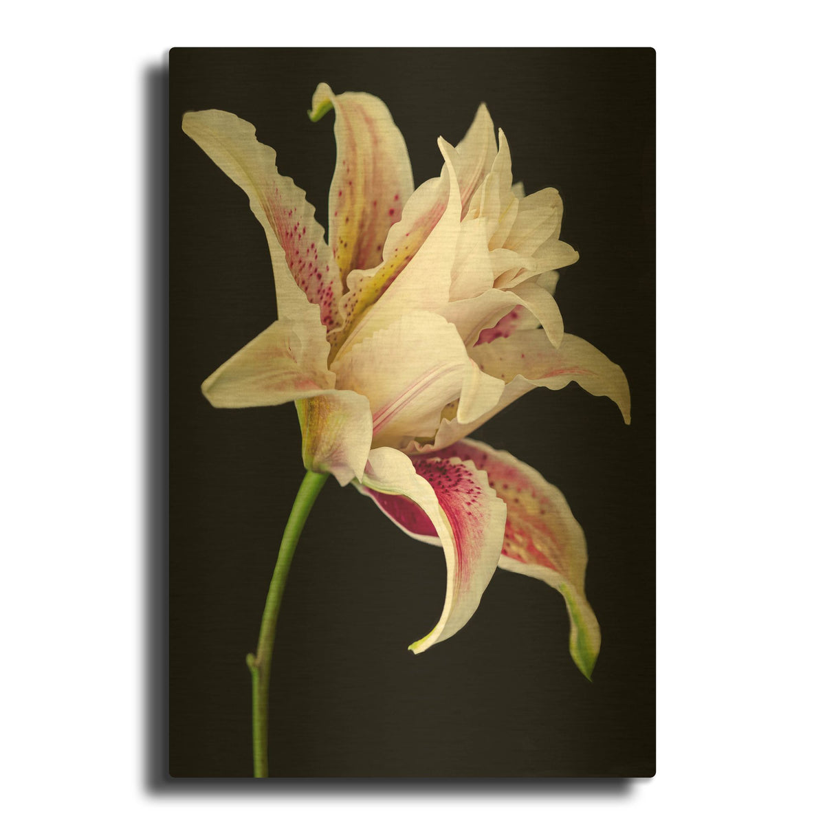 'They Called Her Bella' By Pamela Plummer Gold Metal Wall Art