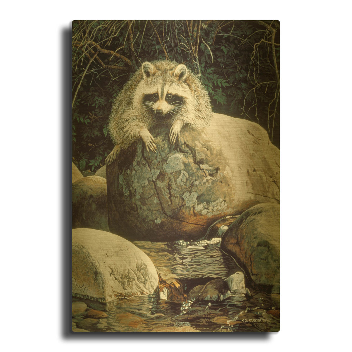 'Low Water-Raccoon' By Ron Parker Gold Metal Wall Art