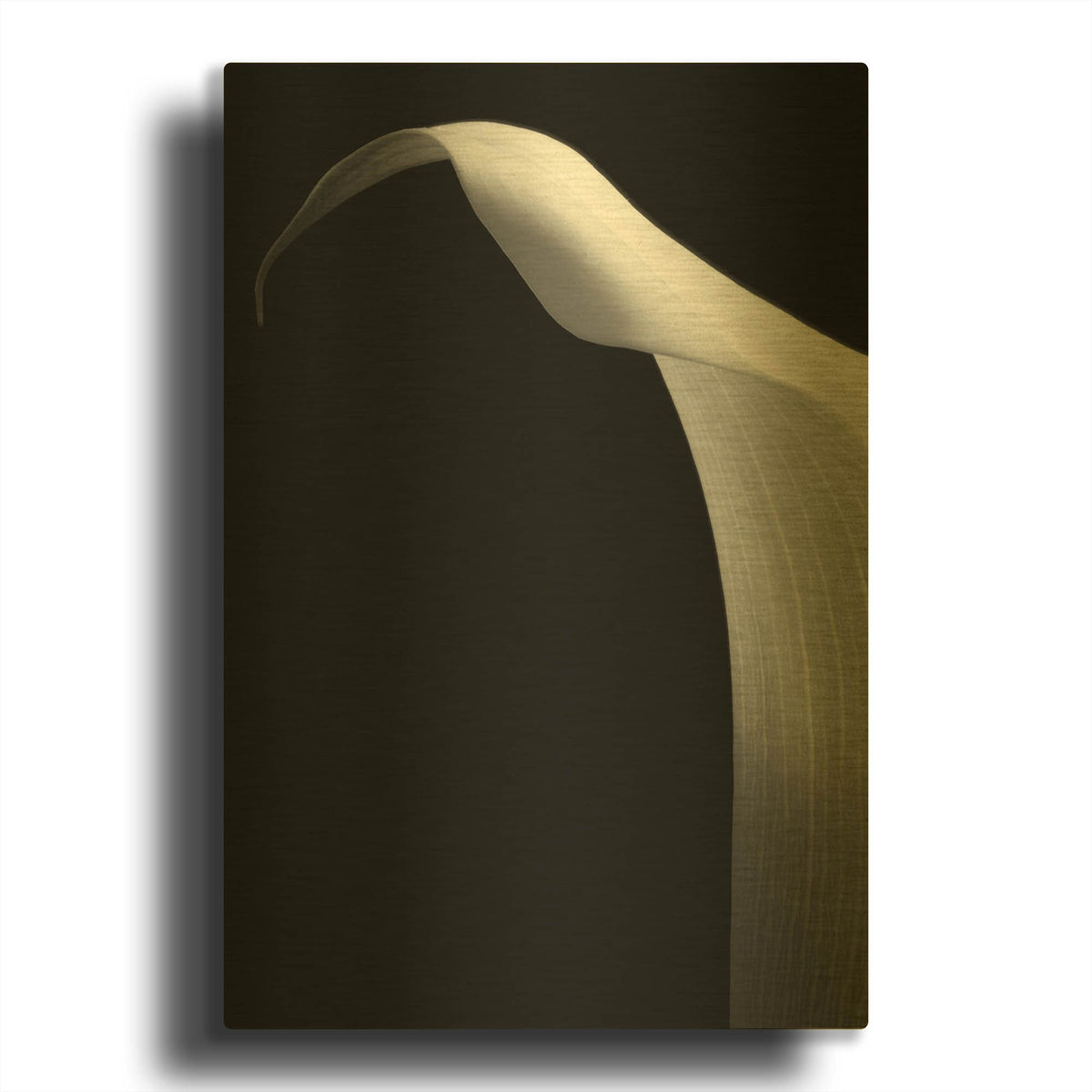 'Lily on Black 01' By Tom Quartermaine Gold Metal Wall Art