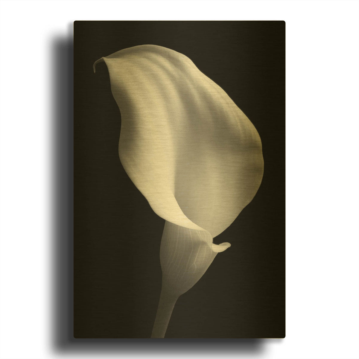 'Lily on Black 02' By Tom Quartermaine Gold Metal Wall Art