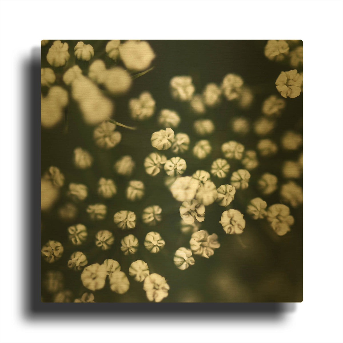 'Little White Flowers' By Tom Quartermaine Gold Metal Wall Art