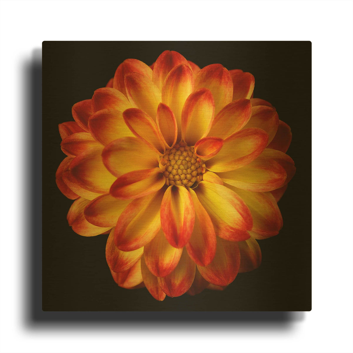 'Orange Dahlia on Black 01' By Tom Quartermaine Gold Metal Wall Art