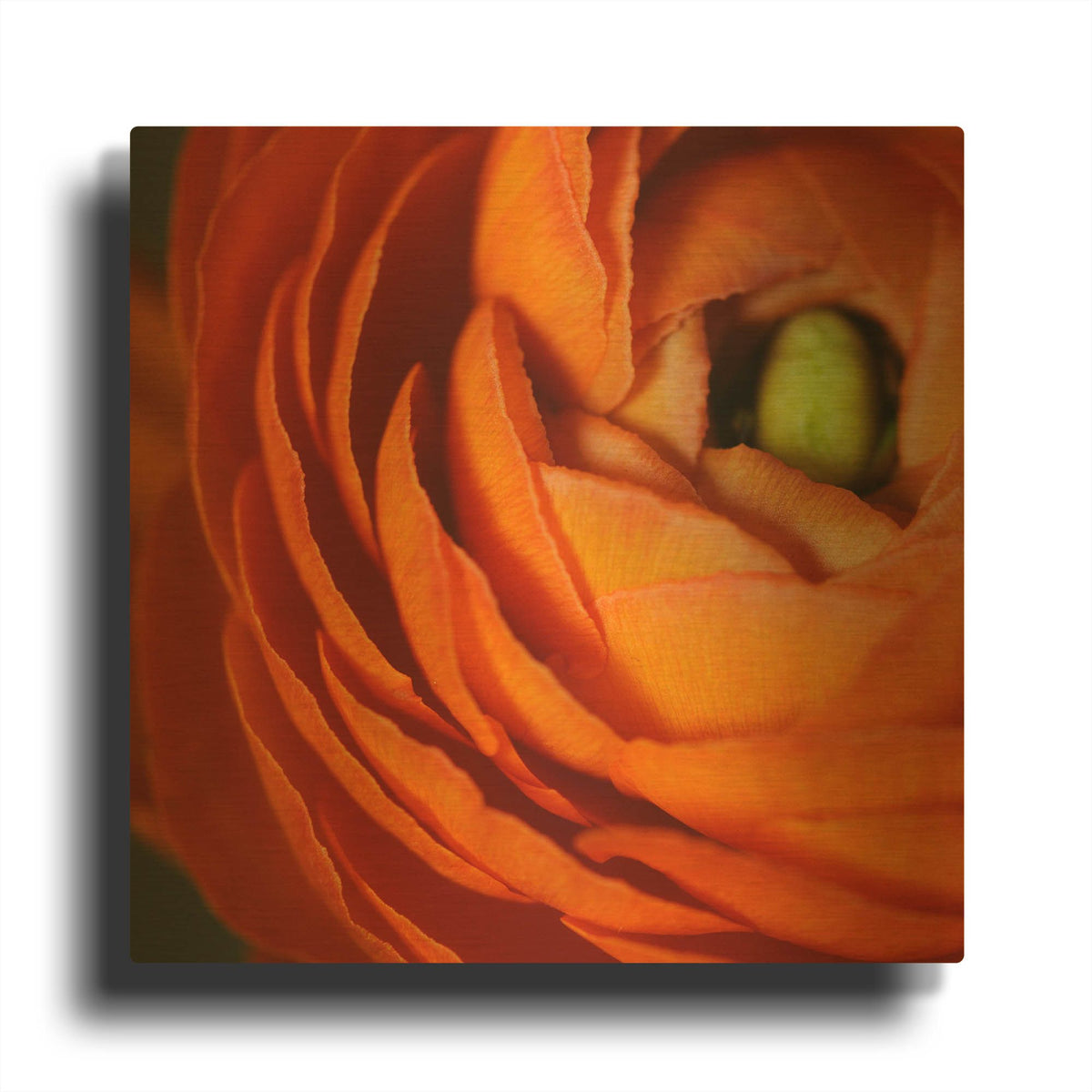 'Orange Flower Close up' By Tom Quartermaine Gold Metal Wall Art