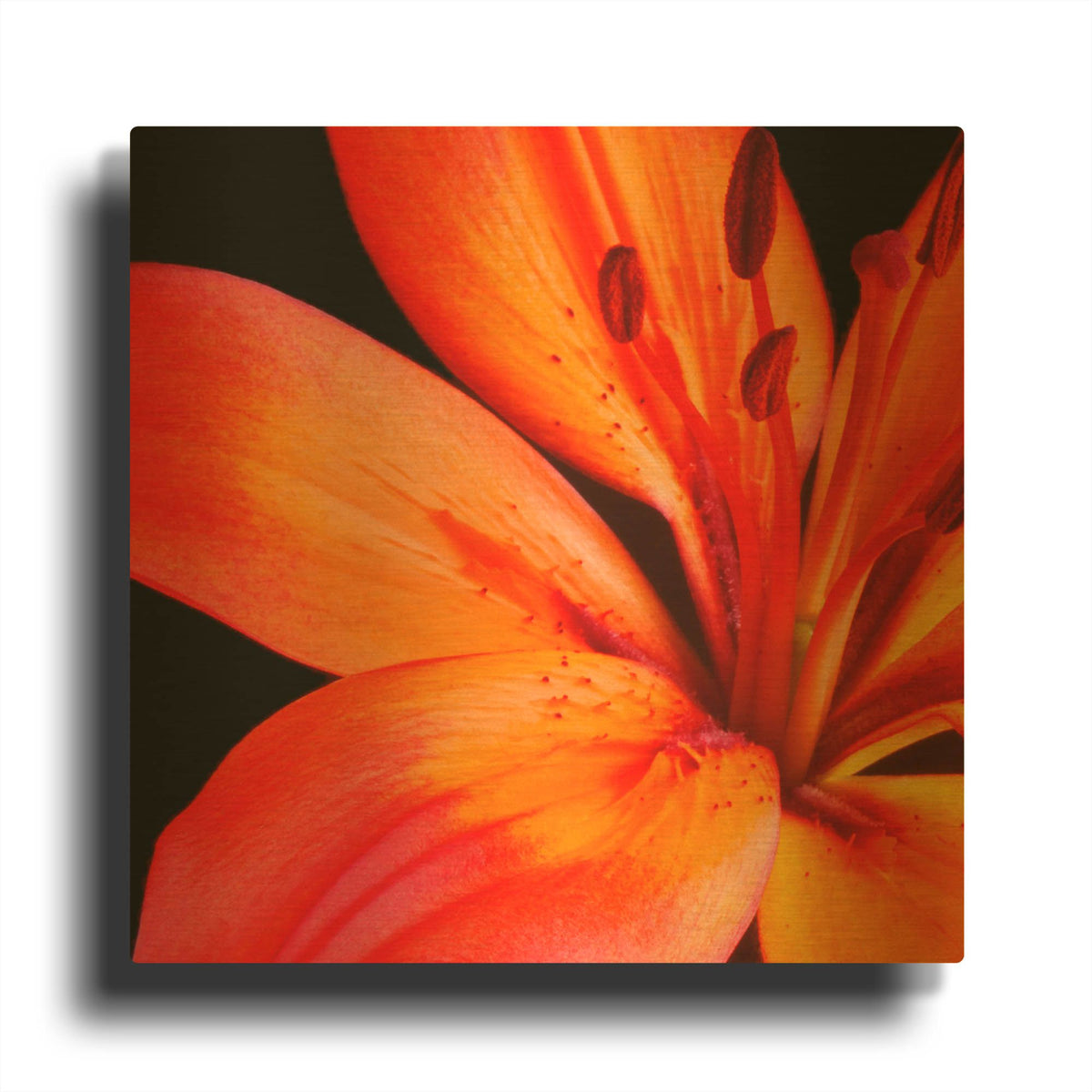 'Orange Flower on Black 02' By Tom Quartermaine Gold Metal Wall Art