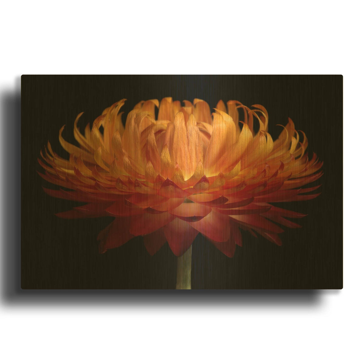'Orange Flower on Black' By Tom Quartermaine Gold Metal Wall Art