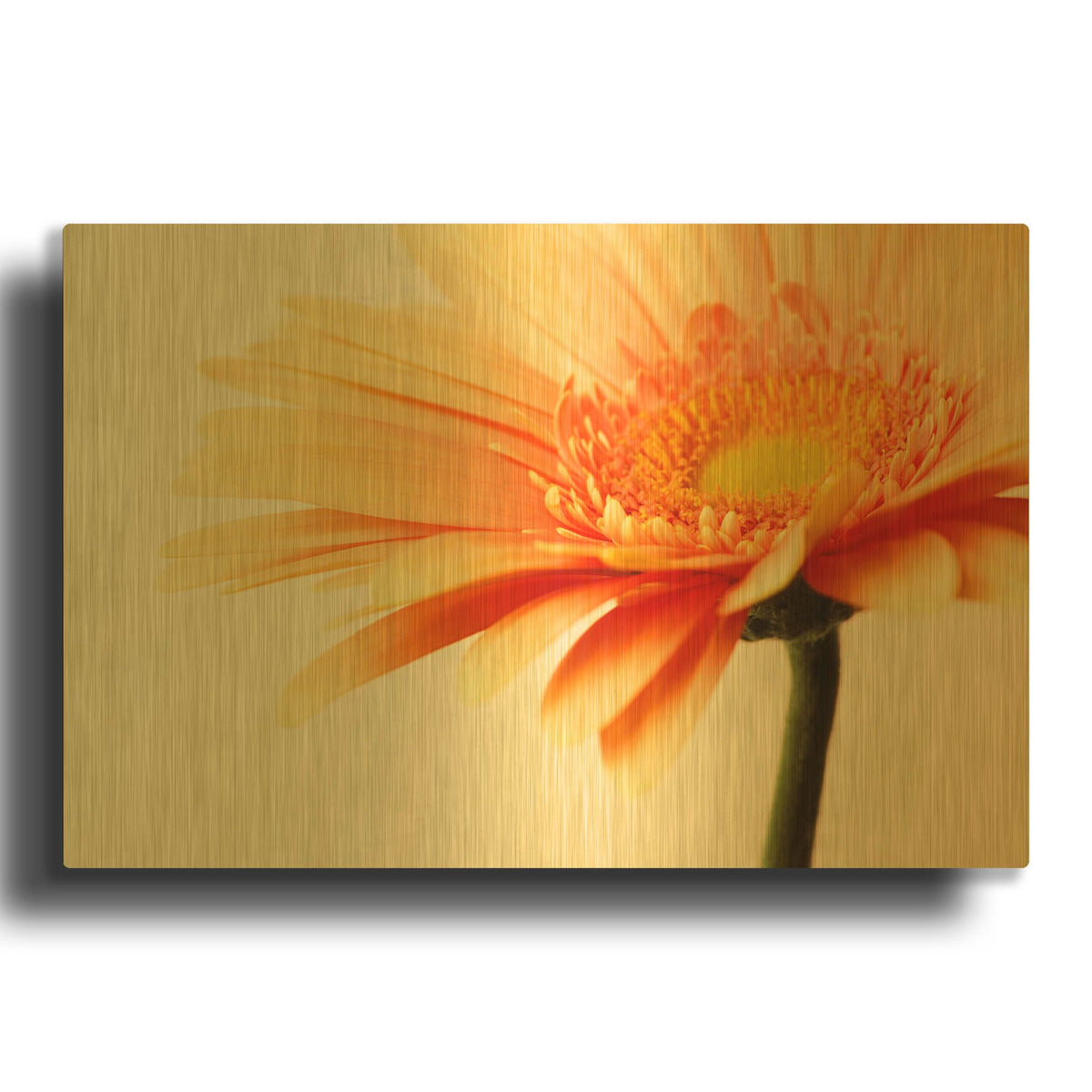 'Orange Flower on Orange' By Tom Quartermaine Gold Metal Wall Art