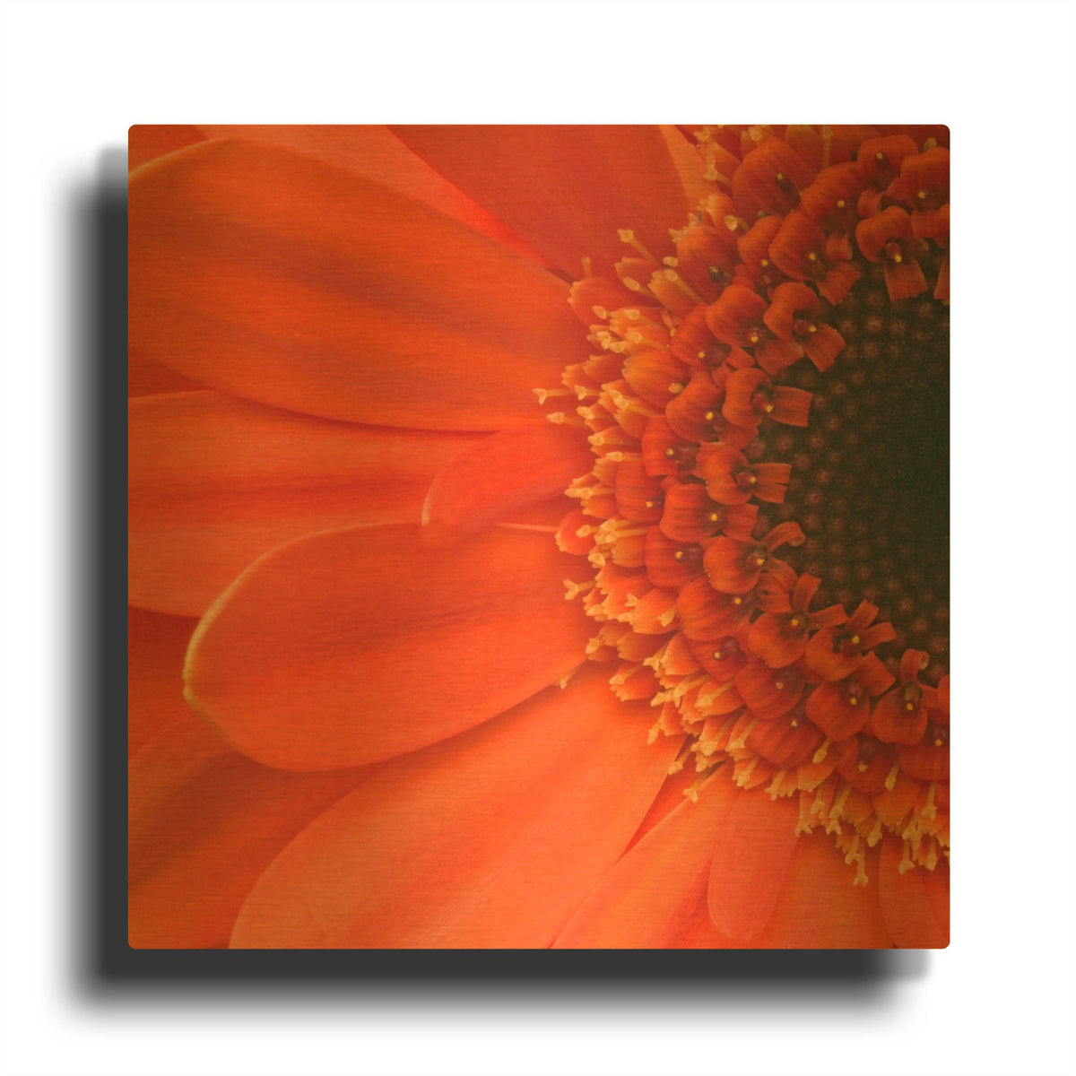 'Orange Gerbera Close up' By Tom Quartermaine Gold Metal Wall Art