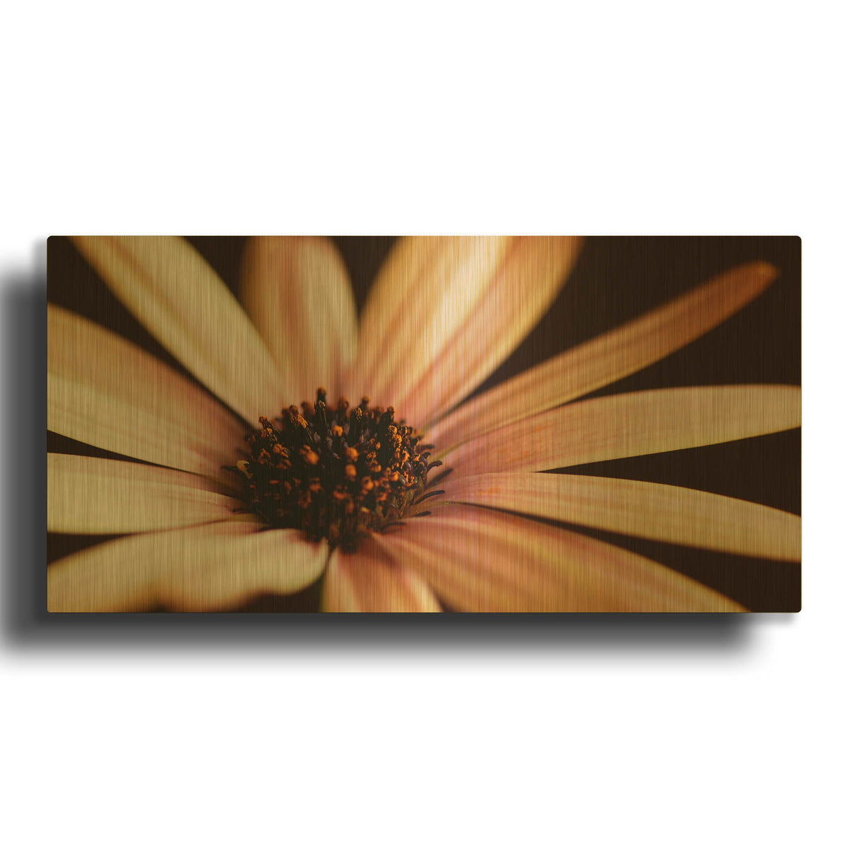 'Osteospurmum on Black 02' By Tom Quartermaine Gold Metal Wall Art