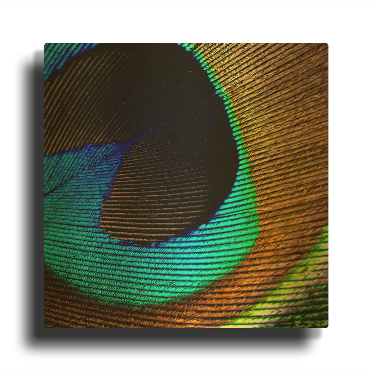 'Peacock Feather 02' By Tom Quartermaine Gold Metal Wall Art