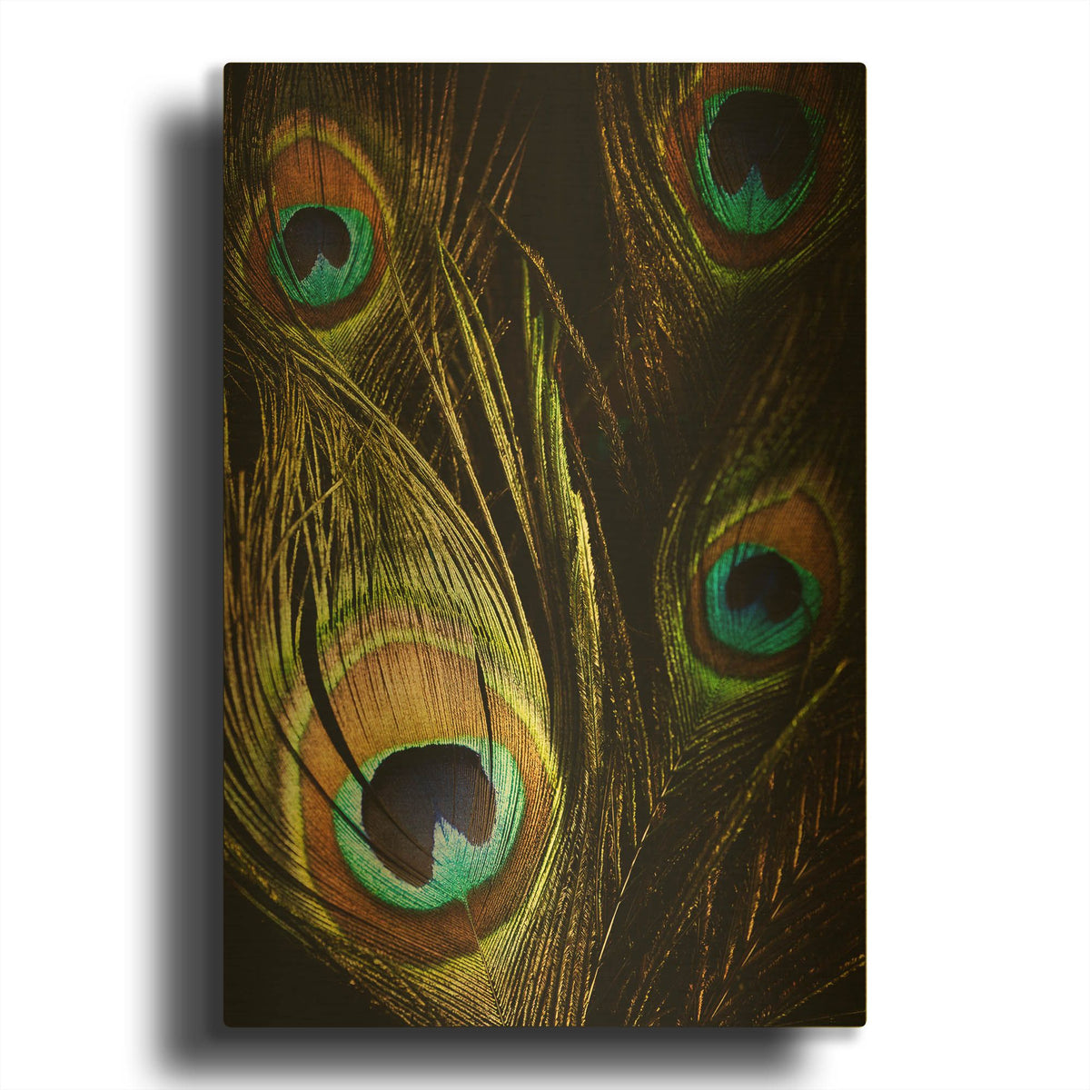 'Peacock Feathers 03' By Tom Quartermaine Gold Metal Wall Art