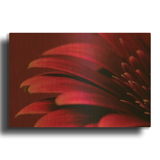 'Petals of a Red Gerbera' By Tom Quartermaine Gold Metal Wall Art