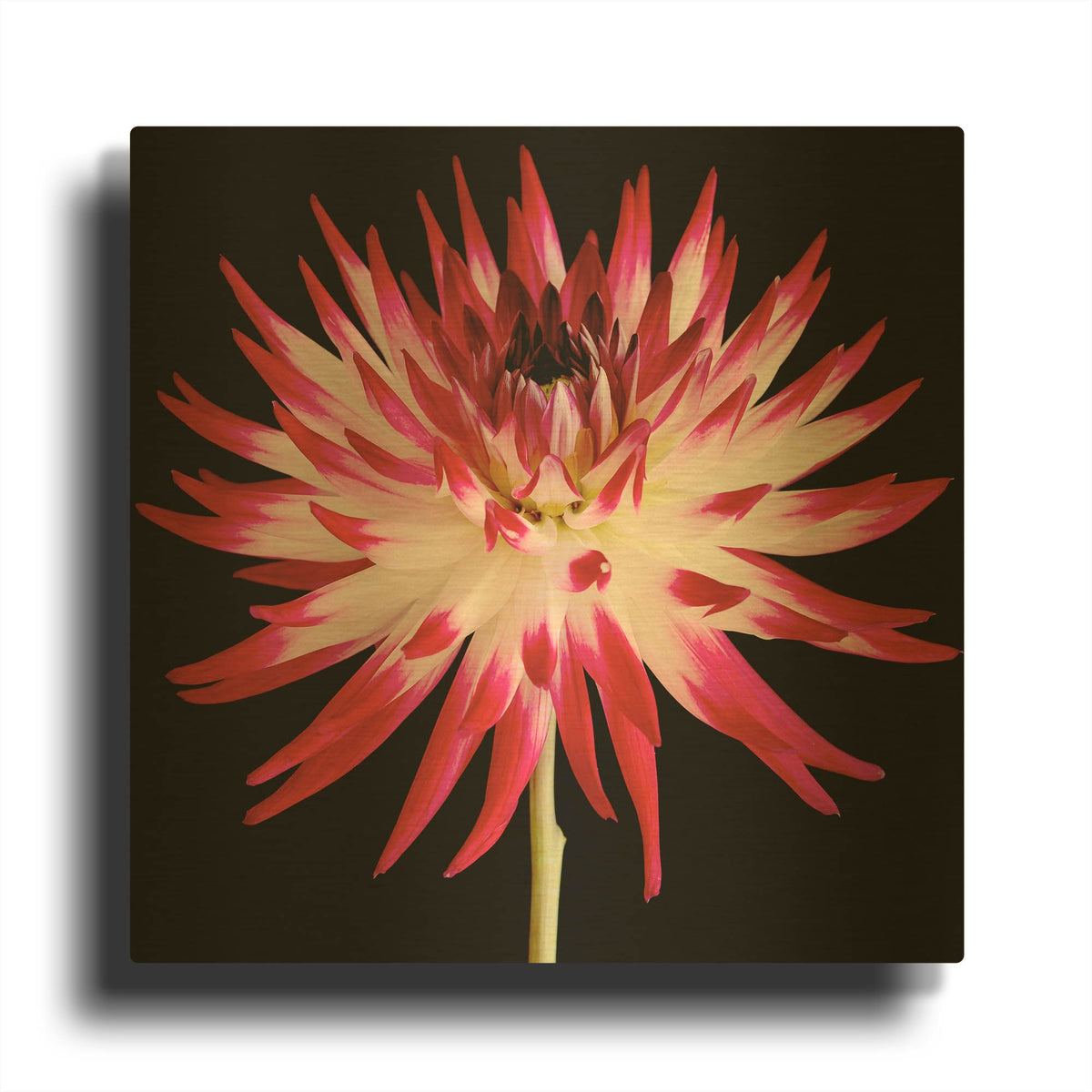 'Pink and White Dahlia on Black' By Tom Quartermaine Gold Metal Wall Art