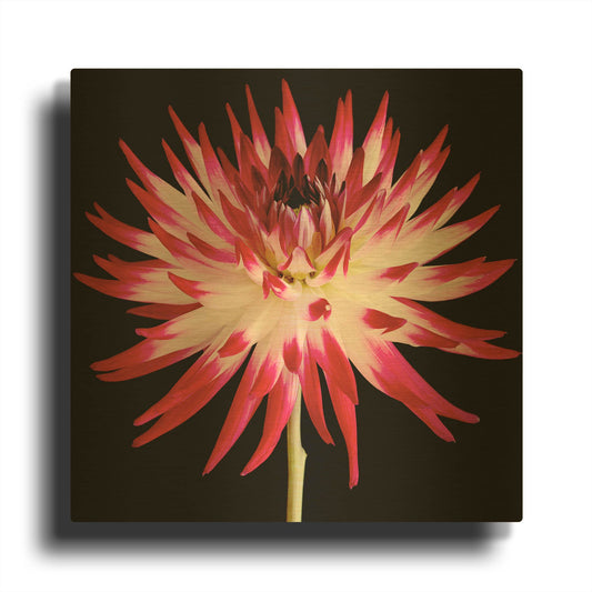 'Pink and White Dahlia on Black' By Tom Quartermaine Gold Metal Wall Art