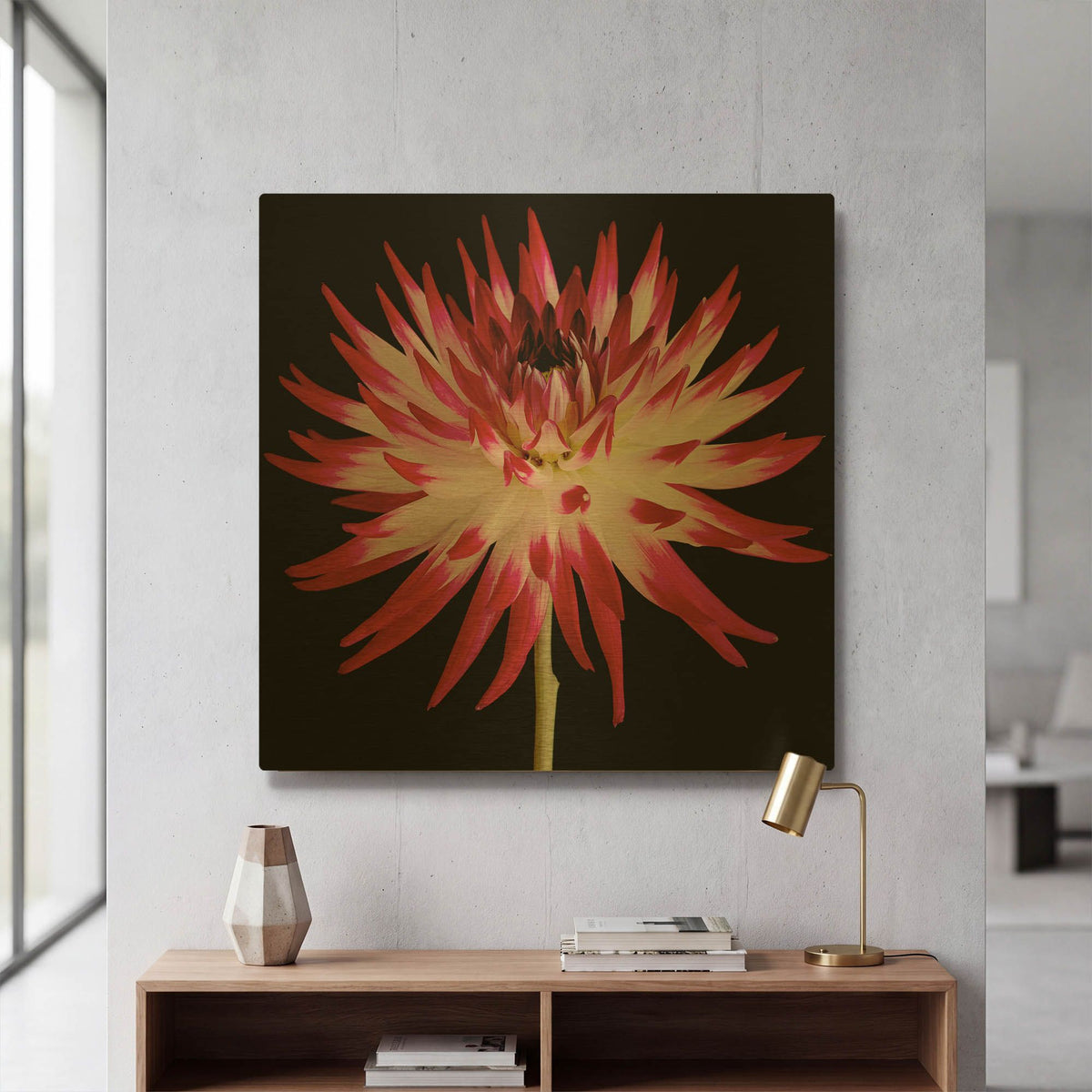 'Pink and White Dahlia on Black' By Tom Quartermaine Gold Metal Wall Art