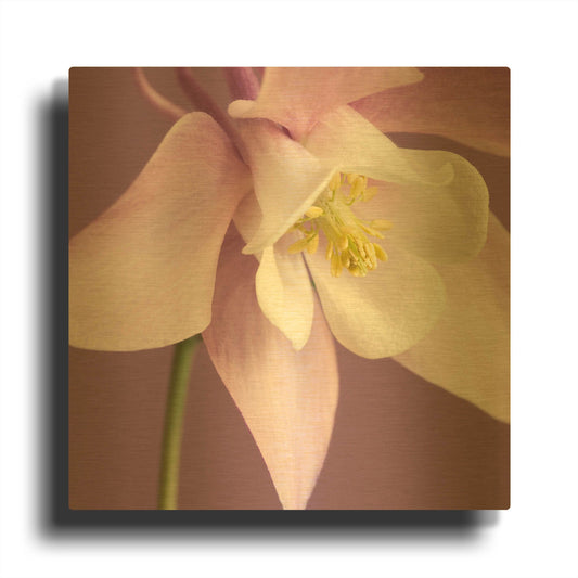 'Pink Aquiligia' By Tom Quartermaine Gold Metal Wall Art