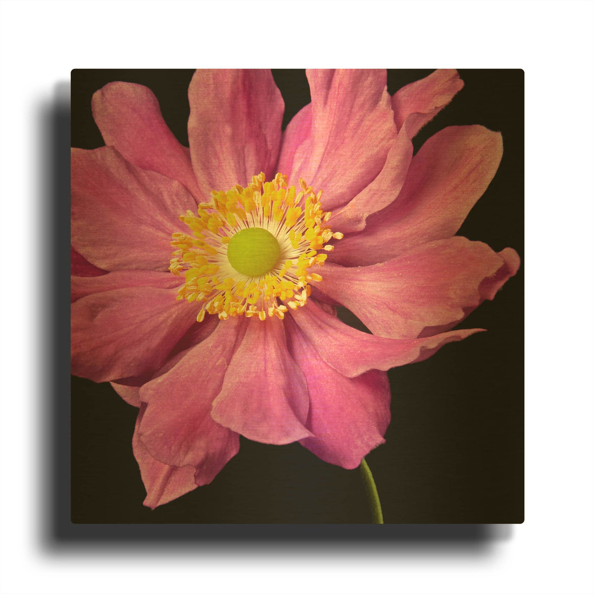 'Pink Flower on Black 01' By Tom Quartermaine Gold Metal Wall Art