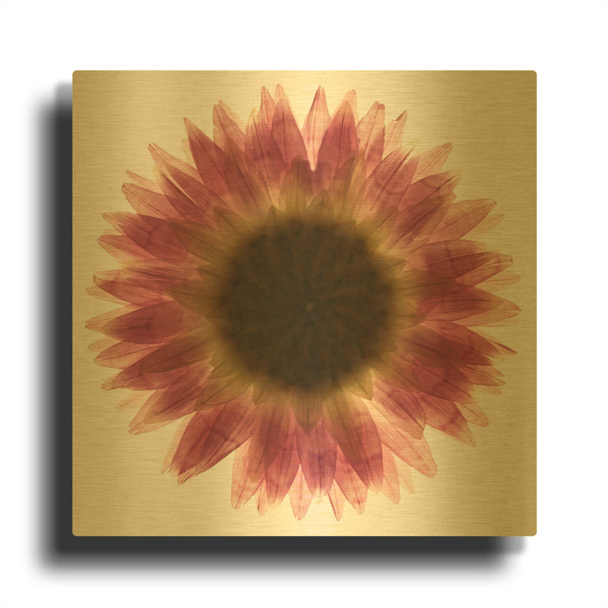 'Pink Flower on White 01' By Tom Quartermaine Gold Metal Wall Art